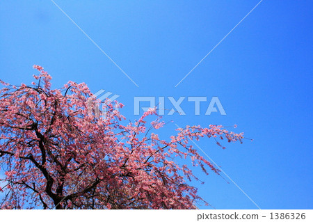 Split cherry blossoms swaying in the wind 1386326