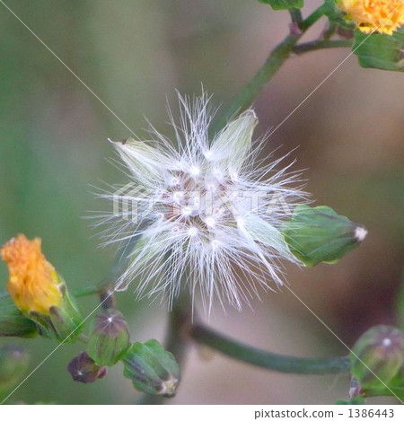 Onita Birako物種 1386443