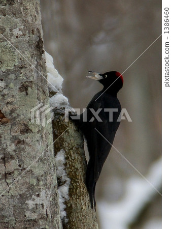 Kumagera-kun eating a lot of snow 1386460