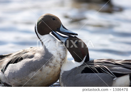 Duck courtship pose Duck courtship pose 1386478