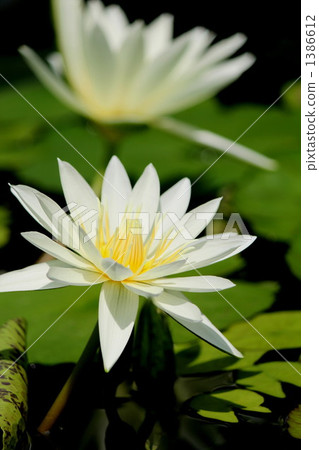 White lily water lily White lily water lily 1386612