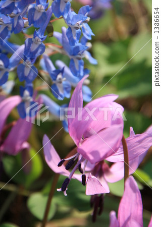 Katakuri和Ezoengosaku 1386654