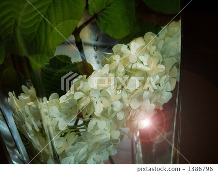 japanese snowball (flower), viburnum plicatum, japanese snowball 1386796