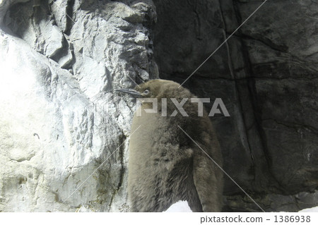 Ohsama Penguin's chick 1386938