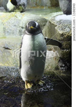 Gentoo penguin 1386940
