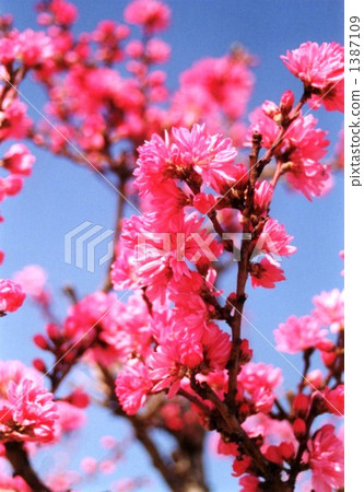 Hanamomo···2 Hanamomo···2 1387109