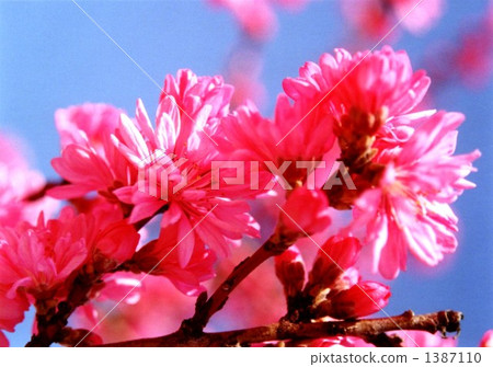 Hanamomo ......那三個 1387110