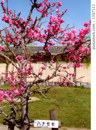 Hanamomo ......第四 Hanamomo ......第四 1387111