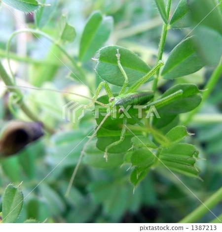 蚱蜢的孩子 1387213