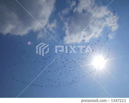 Migratory birds 1387221