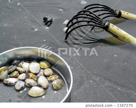 Tools and harvests for collecting clams 1387270