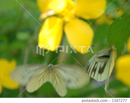 條紋白蝴蝶 1387277