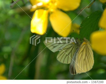 條紋白蝴蝶 1387280