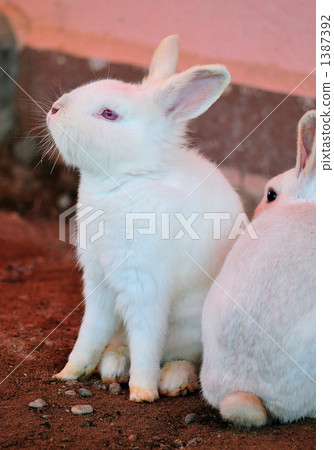 Rabbit Rabbit 1387392