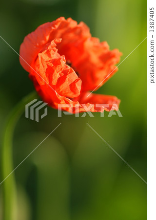 Poor weed Poor weed 1387405