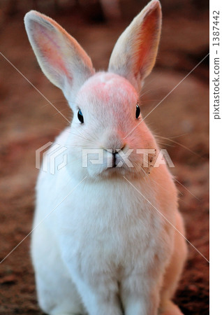 Rabbit Rabbit 1387442