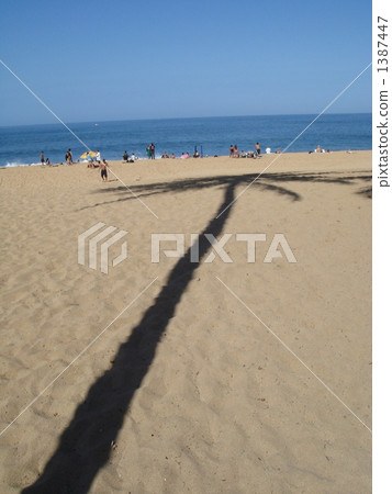 coconut palm, reflection, reflexion 1387447