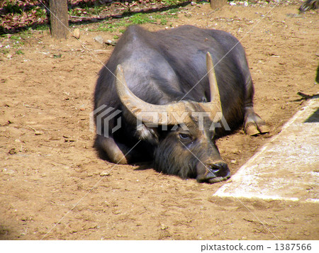 A nap buffalo 1387566