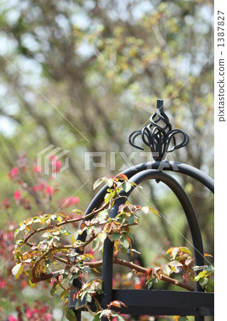 鐵方尖碑和一朵玫瑰 1387827