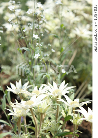 絨布花 玫瑰坎皮恩 毛蕊花粉紅 1387833