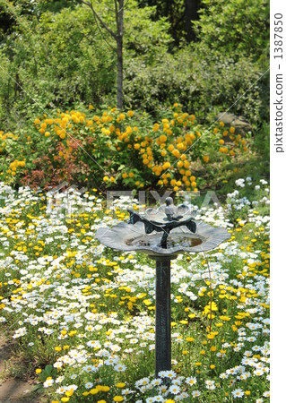 餵鳥器 北極 金盞草 1387850