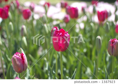 Tulip (Burgundy Race) 1387923