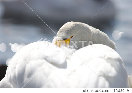 Swan in Switzerland at Nagomi River in Chitose Swan in Switzerland at Nagomi River in Chitose 1388049
