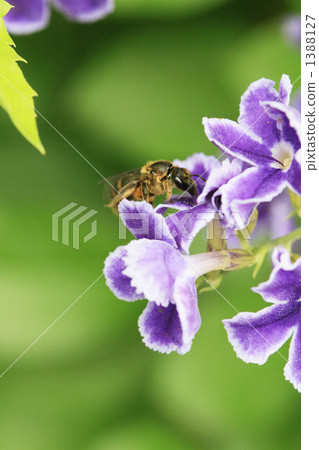 Duranta and honey bees 1388127