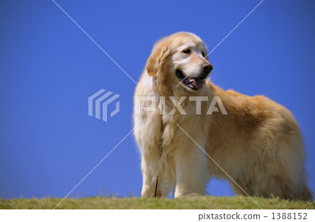 金毛獵犬藍天 金毛獵犬藍天 1388152