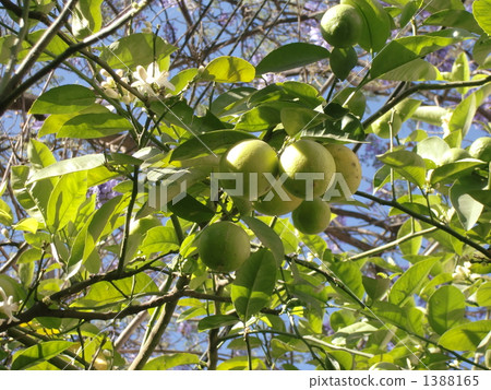 Lemon tree 1388165