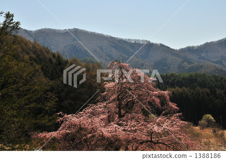 紅色ewa Kannon的下垂的櫻桃樹 紅色ewa Kannon的下垂的櫻桃樹 1388186