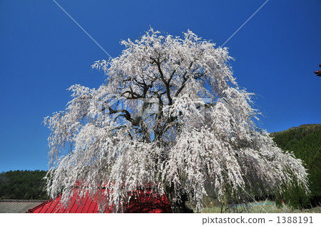 Brown cherry blossoms of medium salt Brown cherry blossoms of medium salt 1388191