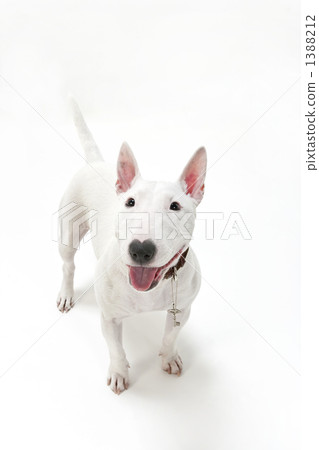 鬥牛犬 1388212
