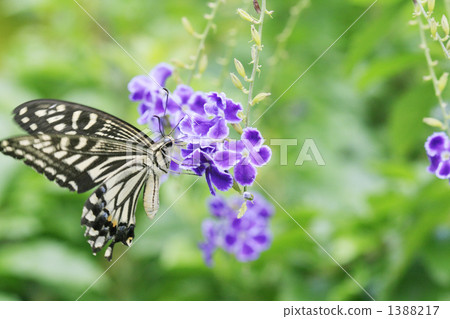 Swallowtail while drinking with duranta 1388217