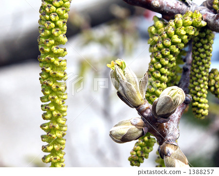 核桃樹,雄花和雌花 核桃樹,雄花和雌花 1388257