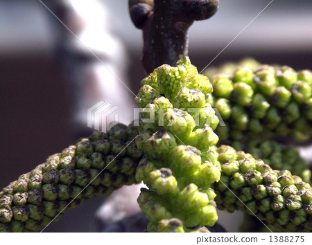 核桃樹，男性花 1388275