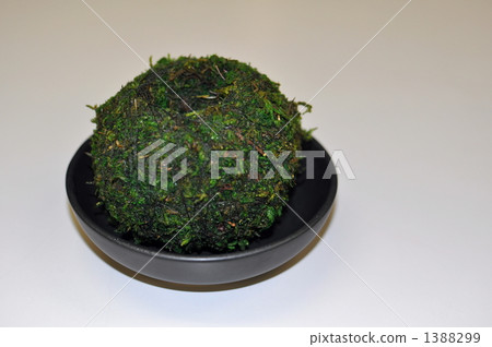 Jasper Jasper 1388299