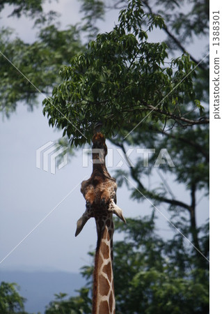 Giraffe stretching neck and eating leaves Giraffe stretching neck and eating leaves 1388301
