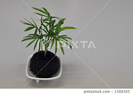 Table palm and moss Table palm and moss 1388305