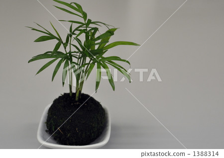 Table palm and moss ball up Table palm and moss ball up 1388314