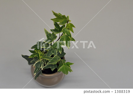 來自Hedera的迷你壺 1388319