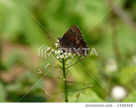 “Spring Ephemerle - Madness” - “Spring Ephemerle - Madness” - 1388488