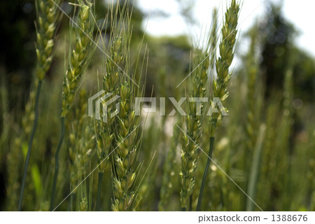 Ear of wheat Ear of wheat 1388676