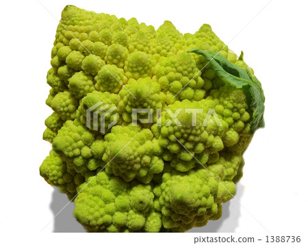 羅馬西蘭​​花 外框 花椰菜 1388736