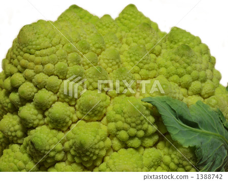 羅馬西蘭花 外框 花椰菜 1388742