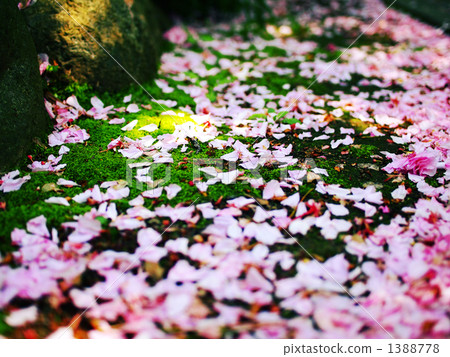 Nagori Sakura Nagori Sakura 1388778