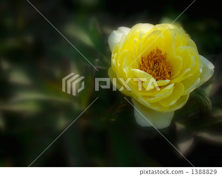 美麗的外觀 1388829