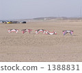 Kite festival sports kite 1388831
