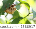 柚子葉蟬脫落 1388917