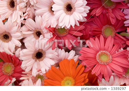 非洲菊花 1389297